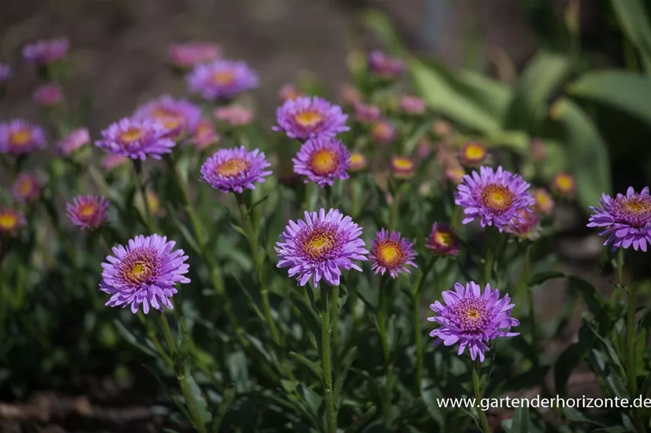 Gefüllte Alpen-Aster 'X Pink' 9 x 9 cm Topf 0,5 Liter