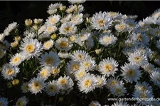 Gefüllte Alpen-Aster 'X White' 9 x 9 cm Topf 0,5 Liter