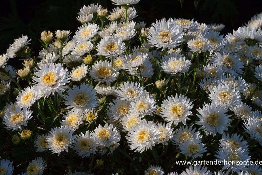 Gefüllte Alpen-Aster 'X White' 9 x 9 cm Topf 0,5 Liter