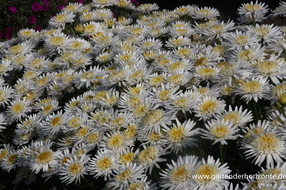 Gefüllte Alpen-Aster 'X White' 9 x 9 cm Topf 0,5 Liter