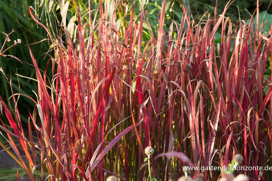 Blutgras 'Red Baron' 9 x 9 cm Topf 0,5 Liter