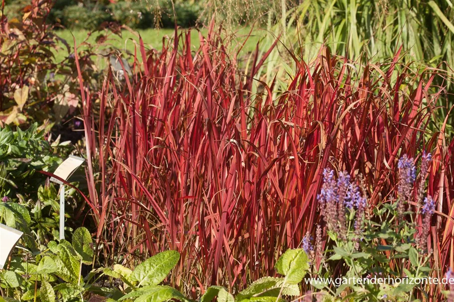 Blutgras 'Red Baron' 9 x 9 cm Topf 0,5 Liter