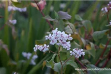 Glockenknöterich 'Southcomb White' 1 Liter Topf