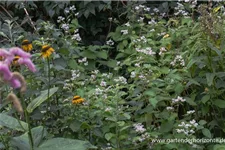 Glockenknöterich 'Southcomb White' 1 Liter Topf