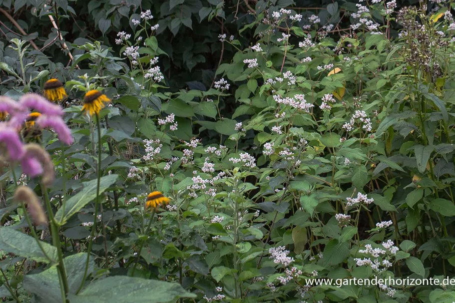 Glockenknöterich 'Southcomb White' 1 Liter Topf