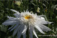 Gefüllte Sommer-Margerite 'Christine Hagemann' 1 Liter Topf