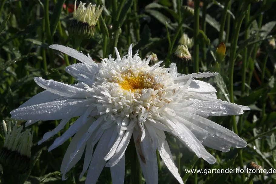 Gefüllte Sommer-Margerite 'Christine Hagemann' 1 Liter Topf