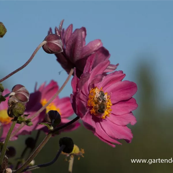 Herbst-Anemone 'Bressingham Glow'