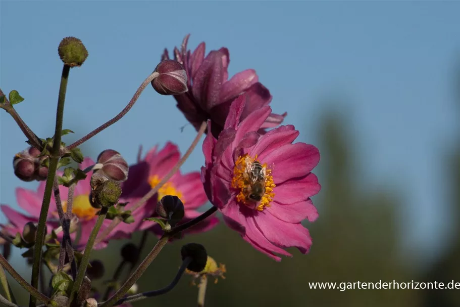 Herbst-Anemone 'Bressingham Glow' 1 Liter Topf