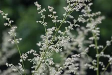 Elfenraute 'Weiße Dame' 1 Liter Topf