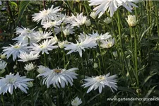 Gefüllte Sommer-Margerite 'Christine Hagemann' 1 Liter Topf