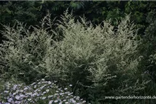 Elfenraute 'Weiße Dame' 1 Liter Topf