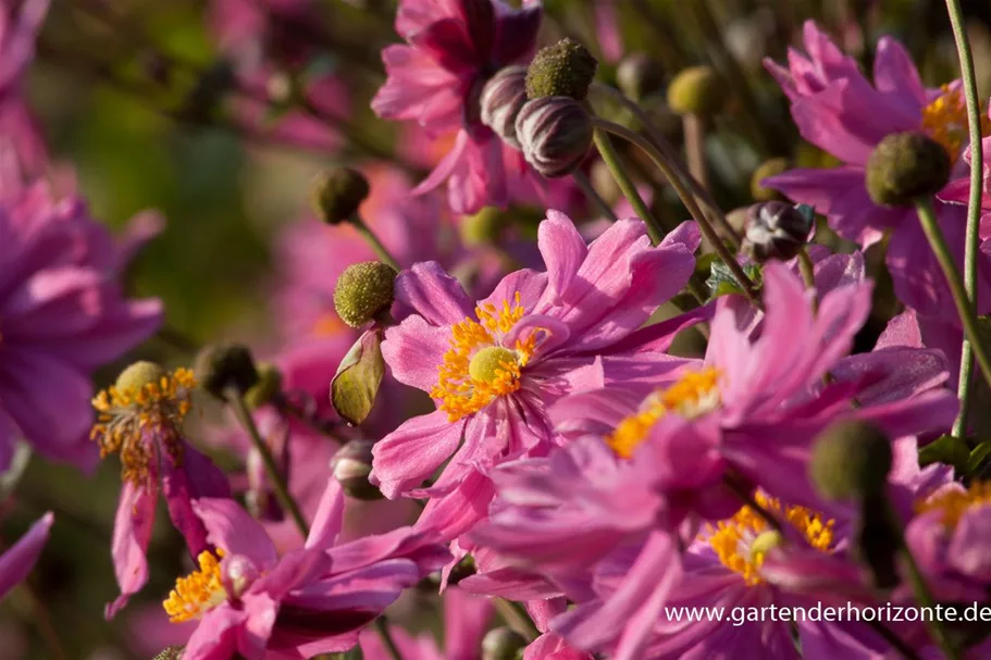 Herbst-Anemone 'Bressingham Glow' 1 Liter Topf