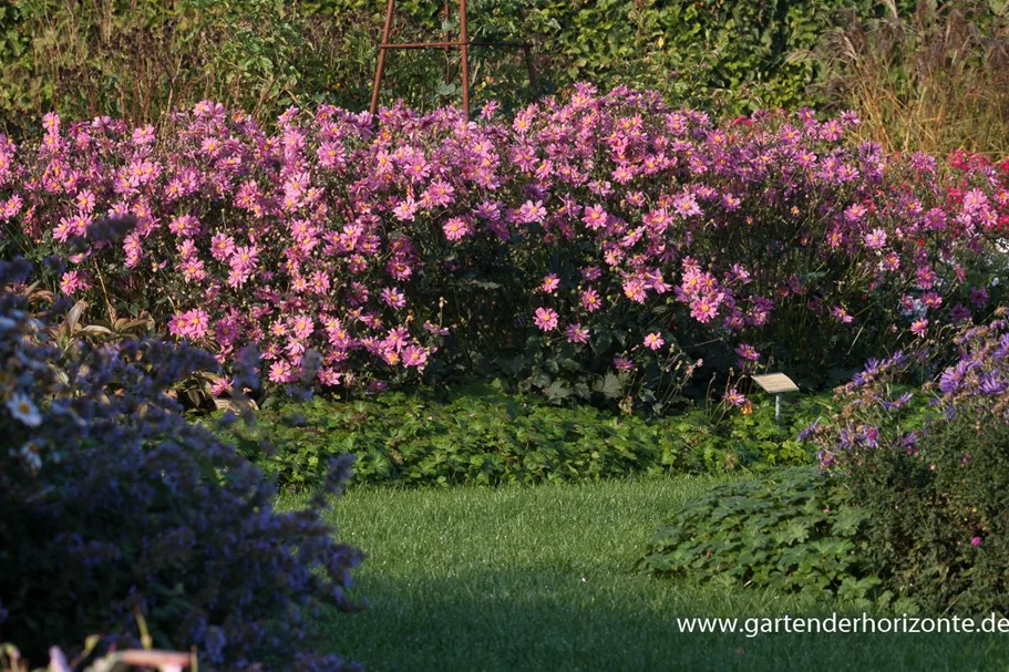 Herbst-Anemone 'Bressingham Glow' 1 Liter Topf