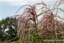 Chinaschilf 'Zwergelefant' 1 Liter Topf