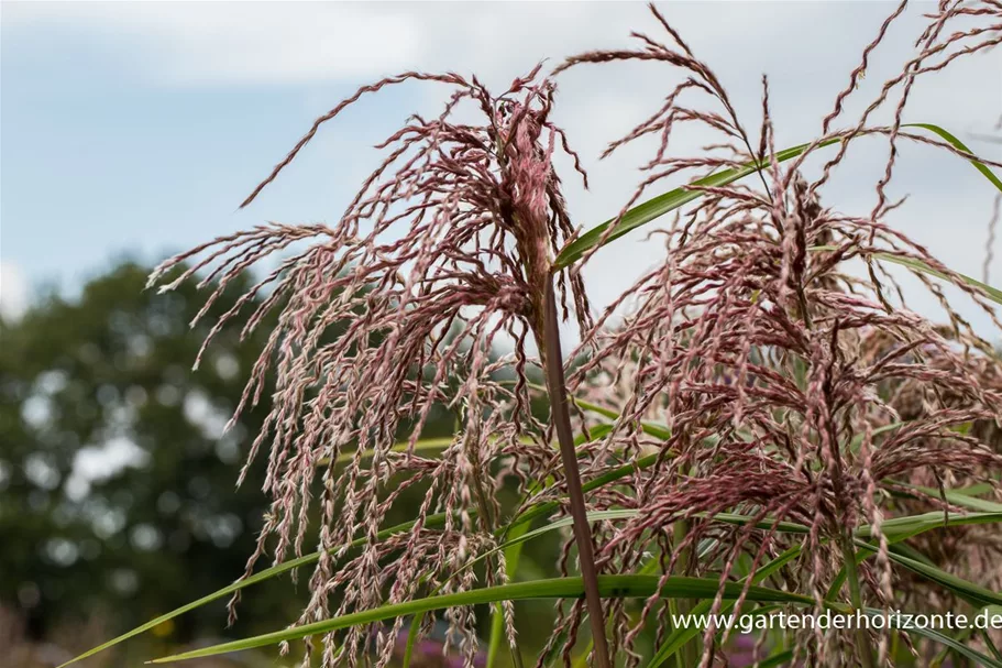 Chinaschilf 'Zwergelefant' 1 Liter Topf