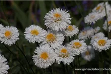 Gefüllte Sommer-Margerite 'Snehurka' 1,3 Liter Topf