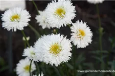 Gefüllte Sommer-Margerite 'Snehurka' 1,3 Liter Topf