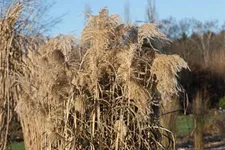 Chinaschilf 'Zwergelefant' 1 Liter Topf