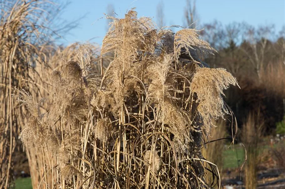 Chinaschilf 'Zwergelefant' 1 Liter Topf