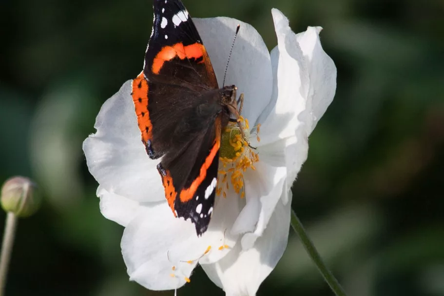 Herbst-Anemone 'Honorine Jobert' 9 x 9 cm Topf 0,5 Liter