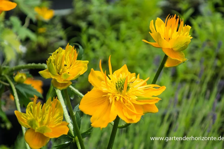 Chinesische Trollblume 'Golden Queen' 9 x 9 cm Topf 0,5 Liter