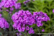 Hohe Flammenblume 'Hesperis' 1 Liter Topf