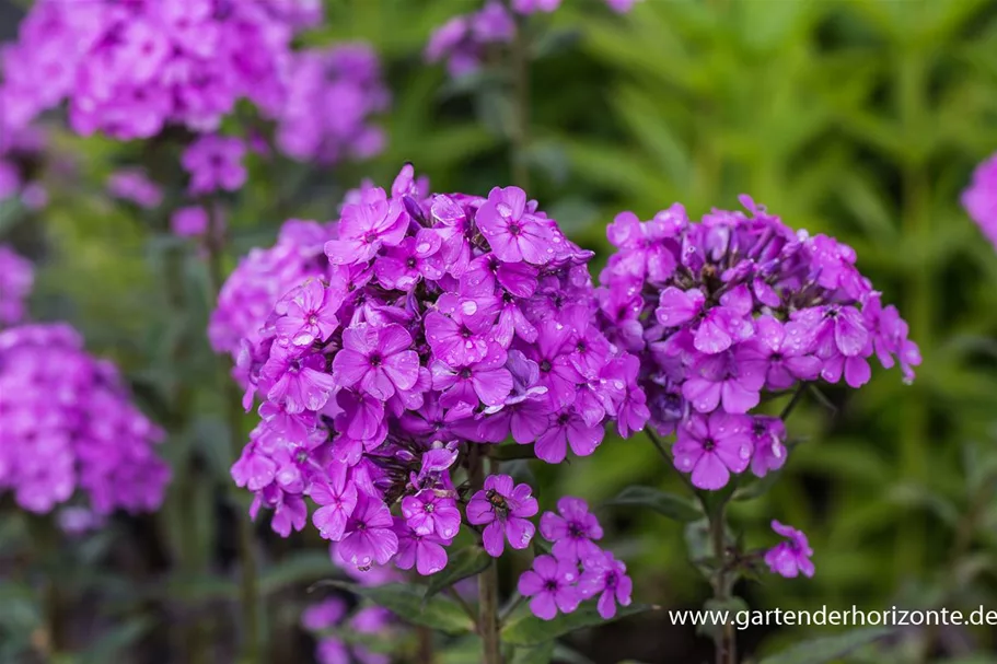 Hohe Flammenblume 'Hesperis' 1 Liter Topf