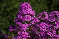 Hohe Flammenblume 'Hesperis' 1 Liter Topf