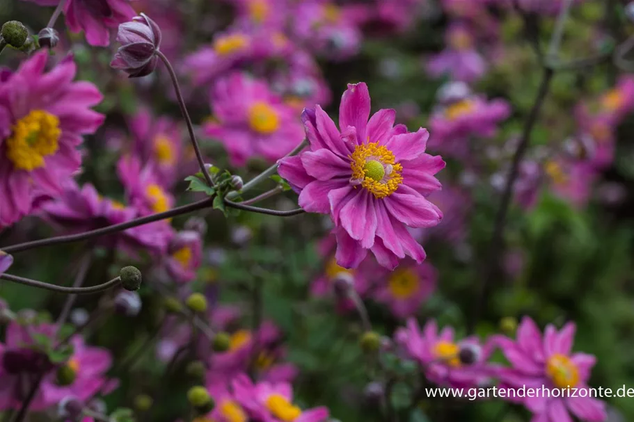 Herbst-Anemone 'Pamina' 9 x 9 cm Topf 0,5 Liter