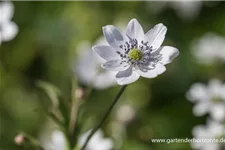 Chinesisches Sommer-Windröschen 9 x 9 cm Topf 0,5 Liter