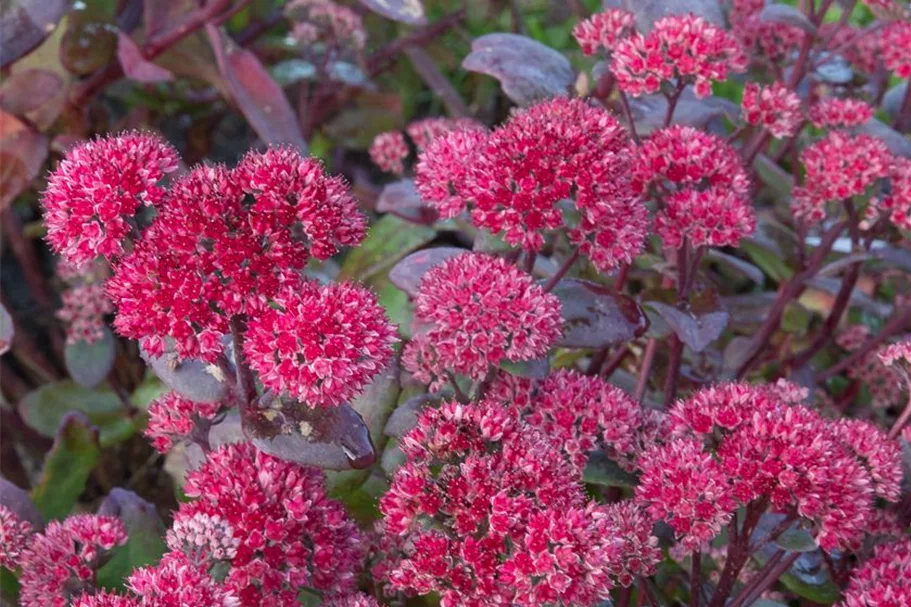 Blaublatt-Fetthenne 'Red Cauli' 9 x 9 cm Topf 0,5 Liter