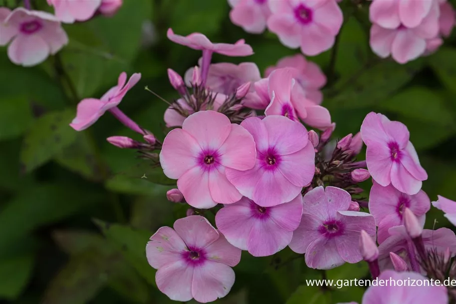 Hohe Flammenblume 'Landpartie' 1 Liter Topf