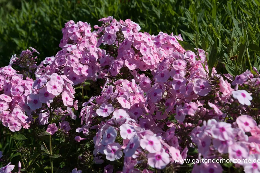 Hohe Flammenblume 'Landpartie' 1 Liter Topf