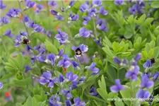 Blaue Färberhülse 1 Liter Topf