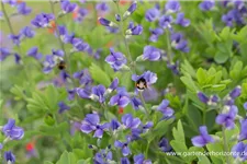 Blaue Färberhülse 1 Liter Topf