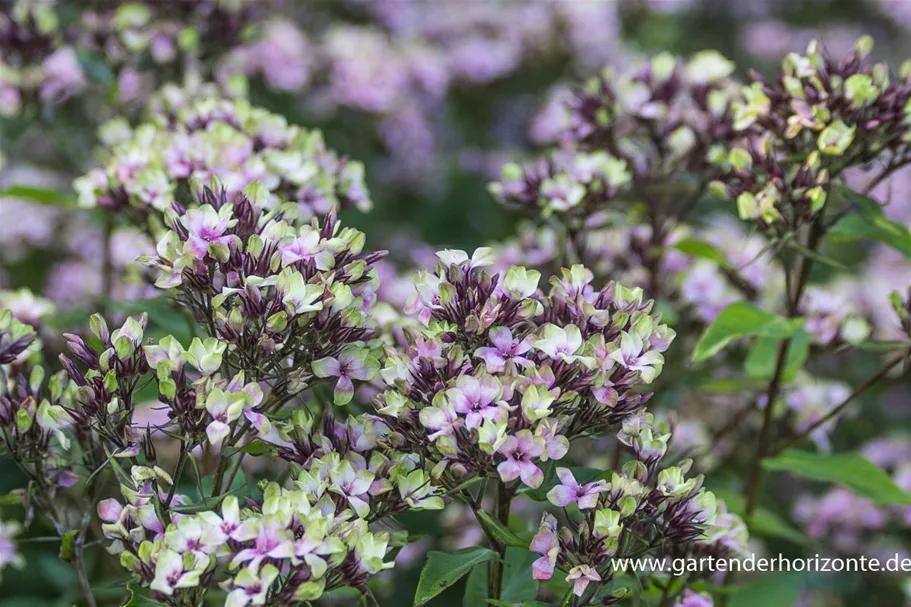 Hohe Flammenblume 'Mystique Green' 1 Liter Topf