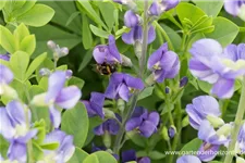 Blaue Färberhülse 1 Liter Topf