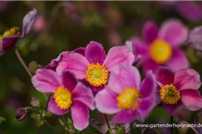 Herbst-Anemone 'Splendens' 9 x 9 cm Topf 0,5 Liter