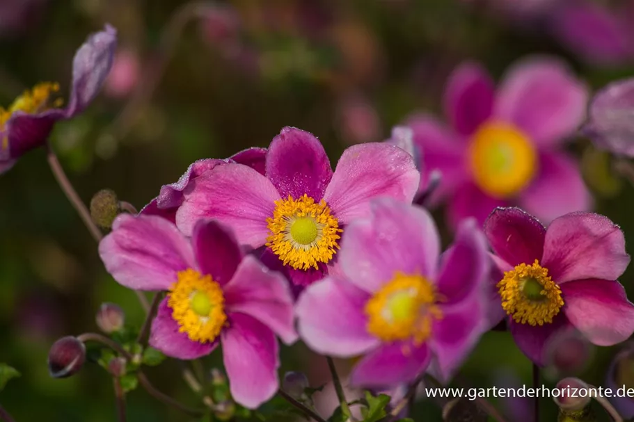 Herbst-Anemone 'Splendens' 9 x 9 cm Topf 0,5 Liter