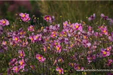 Herbst-Anemone 'Splendens' 9 x 9 cm Topf 0,5 Liter