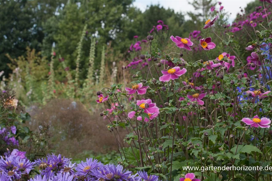 Herbst-Anemone 'Splendens' 9 x 9 cm Topf 0,5 Liter