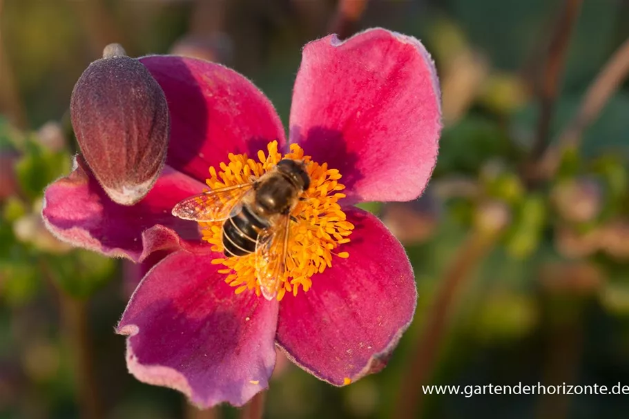 Herbst-Anemone 'Splendens' 9 x 9 cm Topf 0,5 Liter