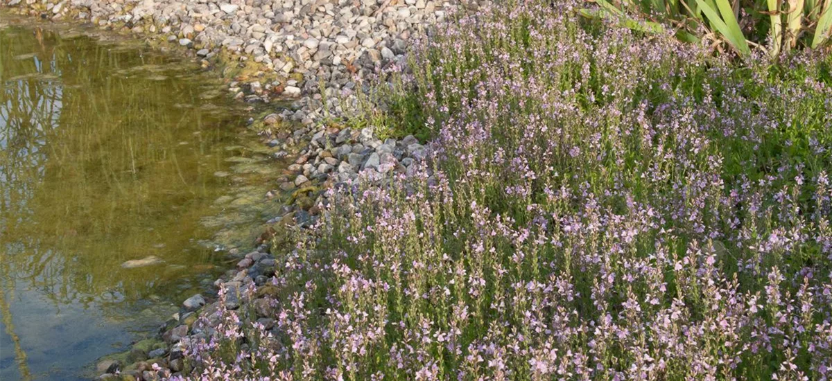 Garten-Ehrenpreis 'Kentish Pink' 0,5 Liter Topf