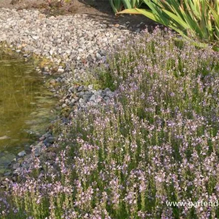 Garten-Ehrenpreis 'Kentish Pink'