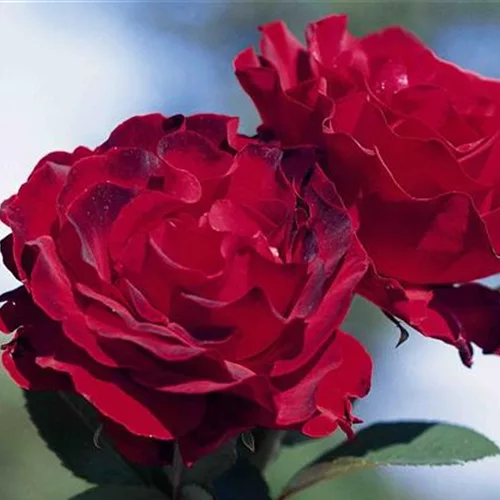 Essbare Rose 'Heinz Winkler'®