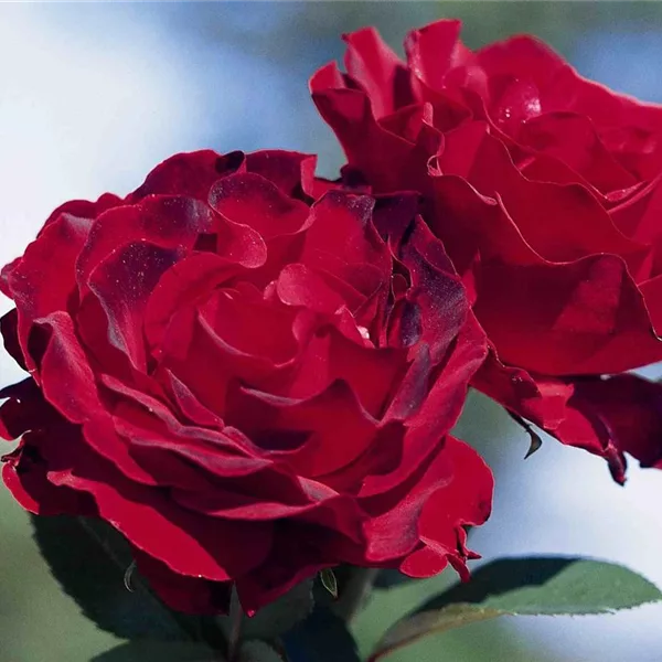 Essbare Rose 'Heinz Winkler'®