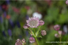 Große Sterndolde 'Florence' 1 Liter Topf