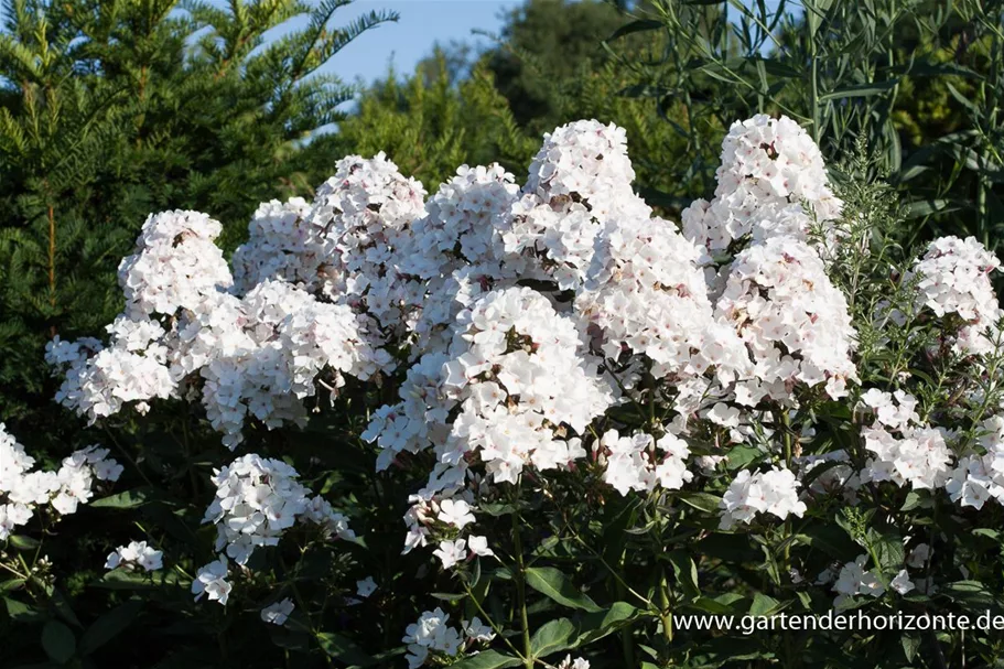 Hohe Flammenblume 'Popeye' 1 Liter Topf