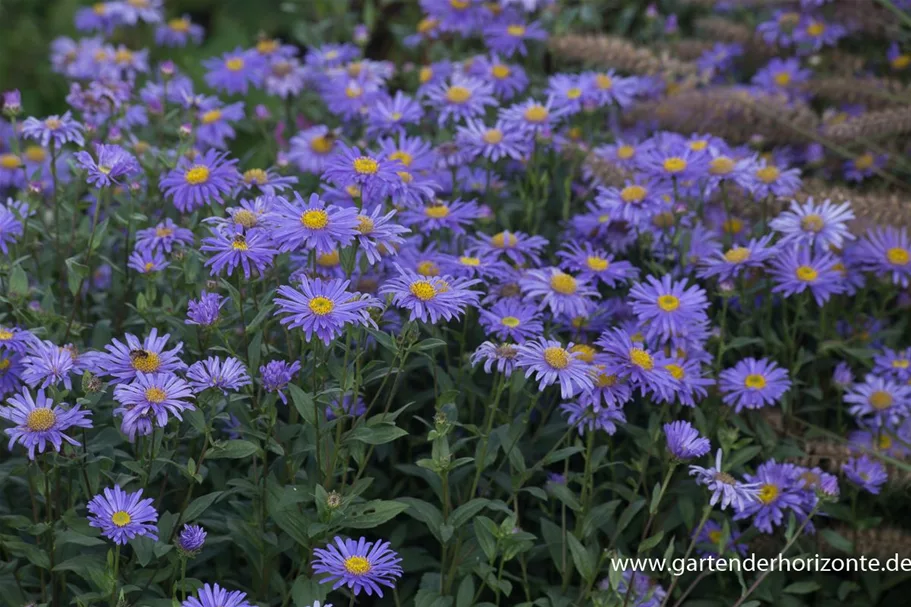 Frikarts Aster 'Jungfrau' 9 x 9 cm Topf 0,5 Liter